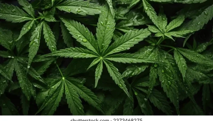 canabis