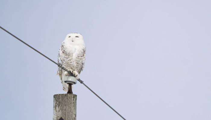 ano ao longo do continente americano. A reunião, com representantes de 133 membr