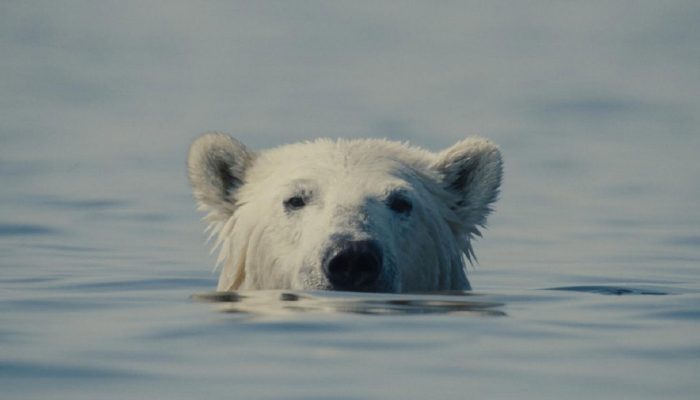 “O Urso Inconveniente” (Nuisance Bear, 2026), de Gabriela Osio Vanden e Jack Weisman - Divulgação